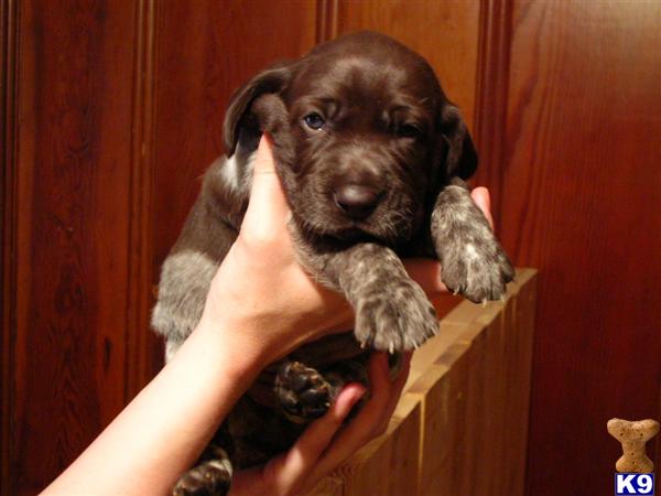 German Shorthaired Pointer Puppies